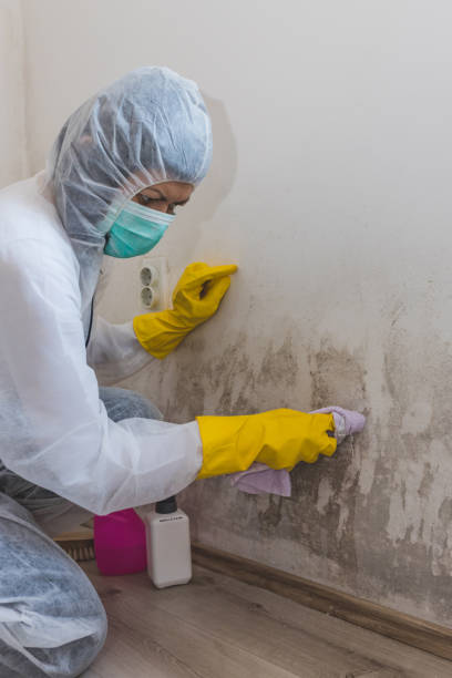 Best Asbestos and Lead Testing During Mold Inspection  in Ravena, NY