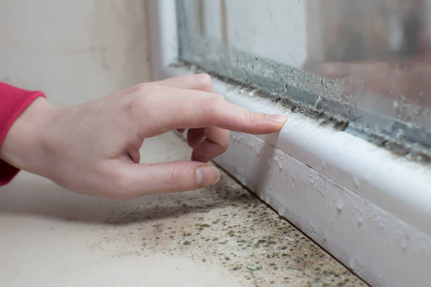 Best Water Damage & Mold Remediation  in Ravena, NY